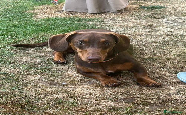 Miniature Dachshund dogs - Advert 9