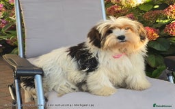 Biewer Terrier dogs for sale: BIEWER TERRIER - 2 BOYS - Image 5