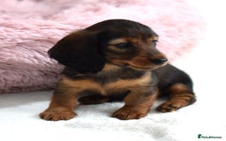 Miniature Dachshund dogs for sale: Gorgeous Longhair Miniature Dachshund Girls - Image 20