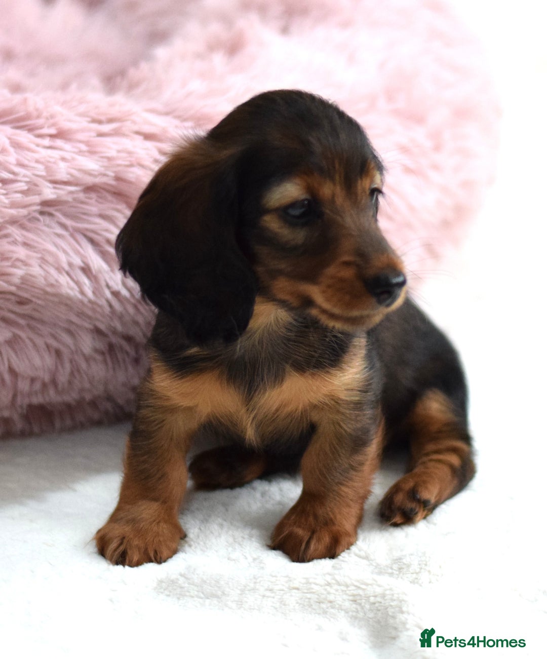 Miniature Dachshund dogs for sale: Gorgeous Longhair Miniature Dachshund Girls - Image 20