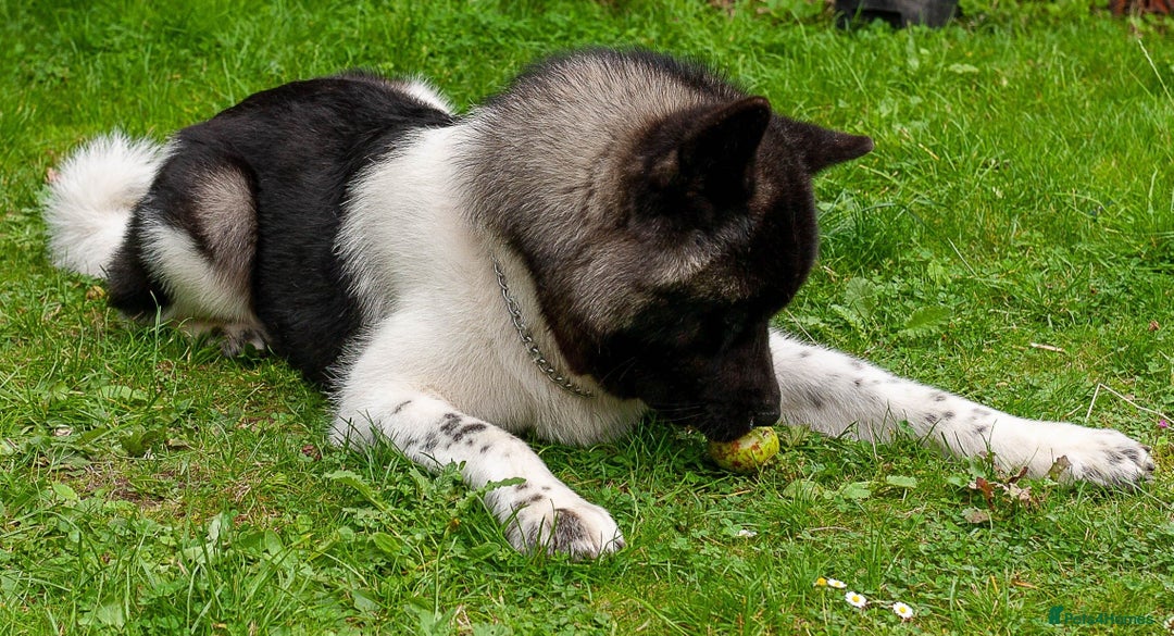 Akita dogs for sale: Adult American Akita - Image 4