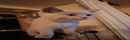 British Shorthair cats for sale: British Shorthairs 2 boys 1 girl - Advert 4