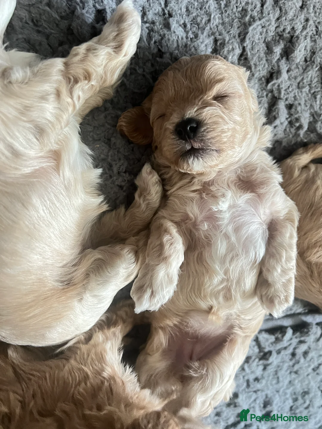 Maltipoo dogs for sale: family pet litter Mini Maltipoo puppies  - Advert 9