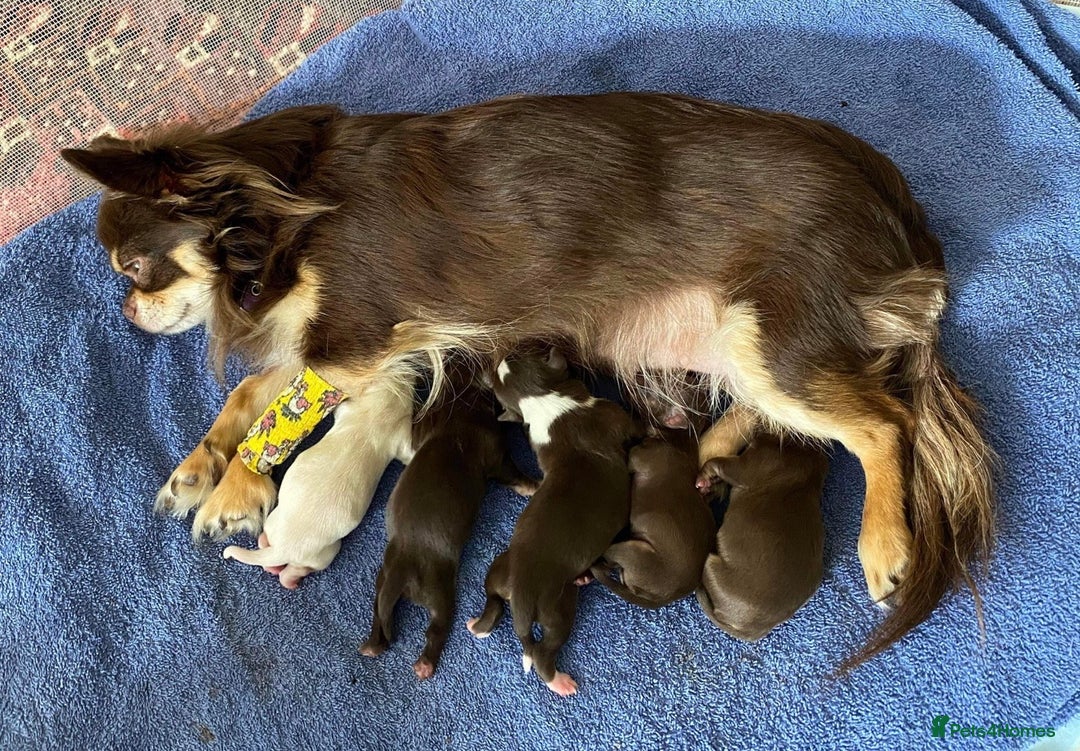 Chihuahua dogs for stud: Well Proven KC Reg Long Coat Lilac & Tan Stud in Washington - Advert 7