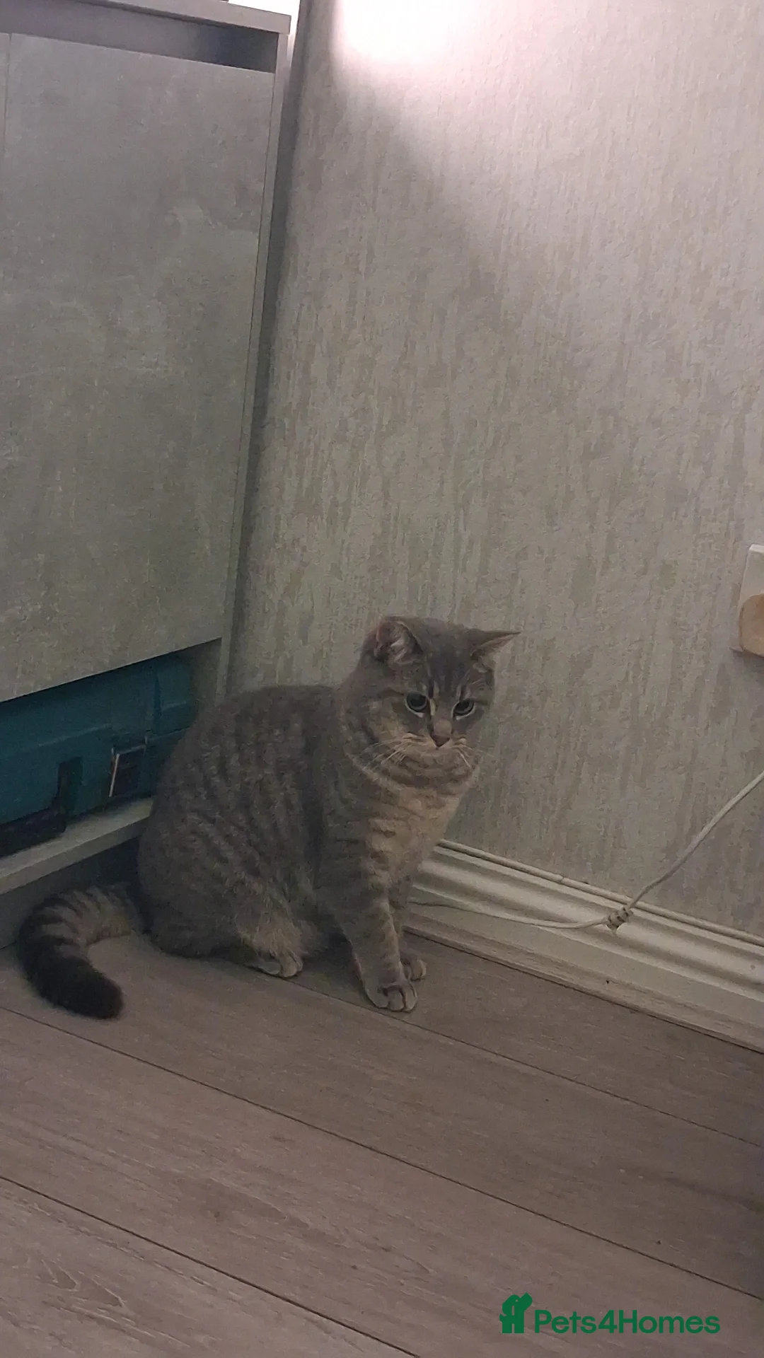British Shorthair cats for sale: British Shorthair x Ragdoll Cat for Rehoming  - Image 2