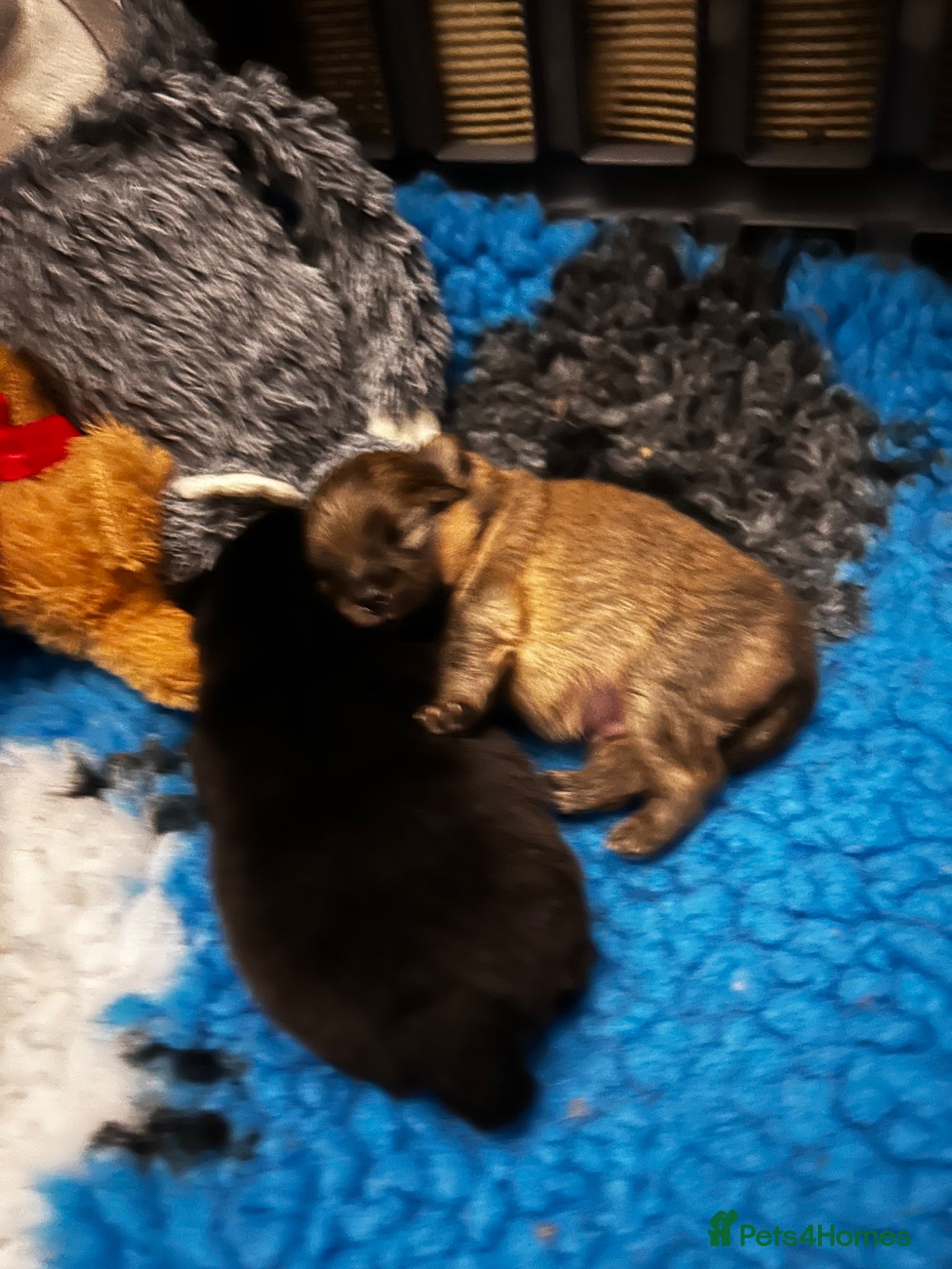Pomeranian dogs for stud: Available for stud  - Advert 11