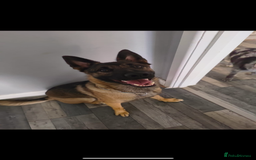 Mixed Breed dogs for sale: Wilson  - Image 4