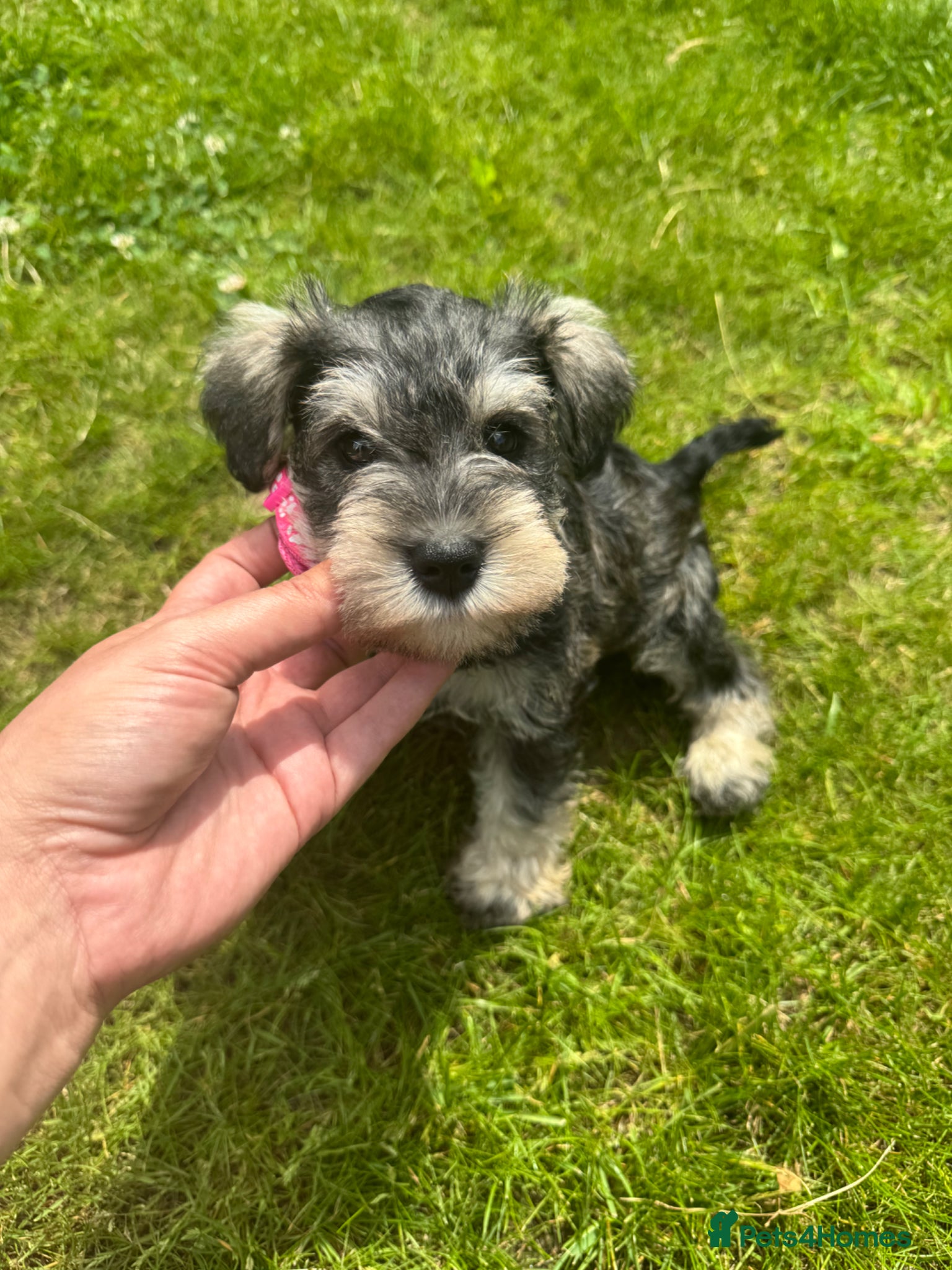 Miniature Schnauzer dogs 💚💛 1 KC Girl left 💛💚🐾🐶 - Advert 1