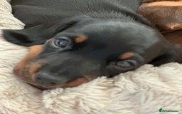Miniature Dachshund dogs for sale: Two beautiful, sweet natured little boy puppies  - Image 16