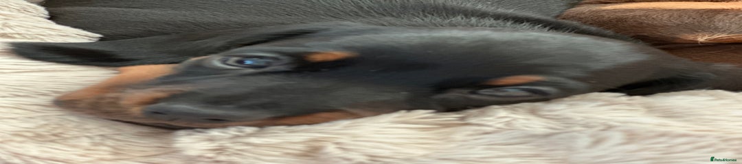 Miniature Dachshund Puppy 2