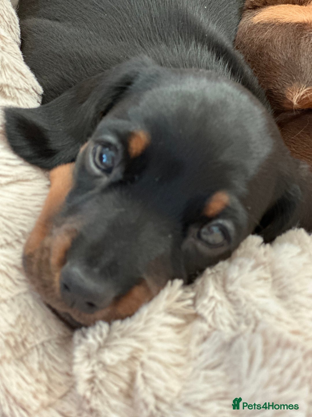 Miniature Dachshund dogs for sale: Two beautiful, sweet natured little boy puppies  - Image 16
