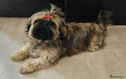 Shih Tzu dogs for sale: LOVELY SHIH TZU PUPPIES  - Image 33