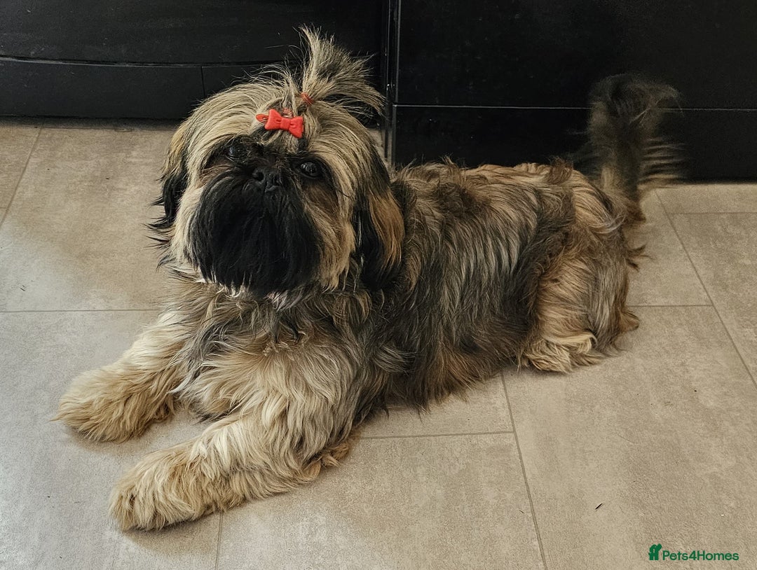 Shih Tzu dogs for sale: LOVELY SHIH TZU PUPPIES  - Image 33