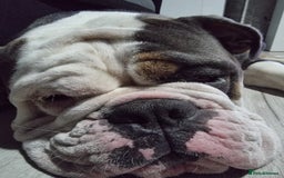 Olde English Bulldogge dogs for sale: olde English Bulldog - Image 2