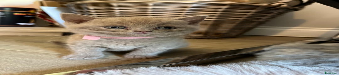 💖 Pinky – Female Kitten 3