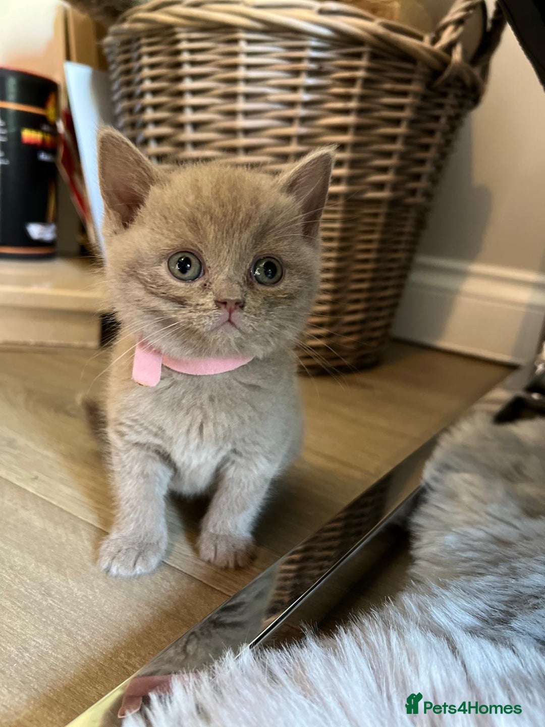 British Shorthair cats for sale: 🏆Grand Champion Sired GCCF BritishShorthair 1left - Image 20