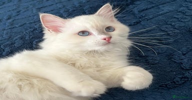 Ragdoll cats - Advert 4