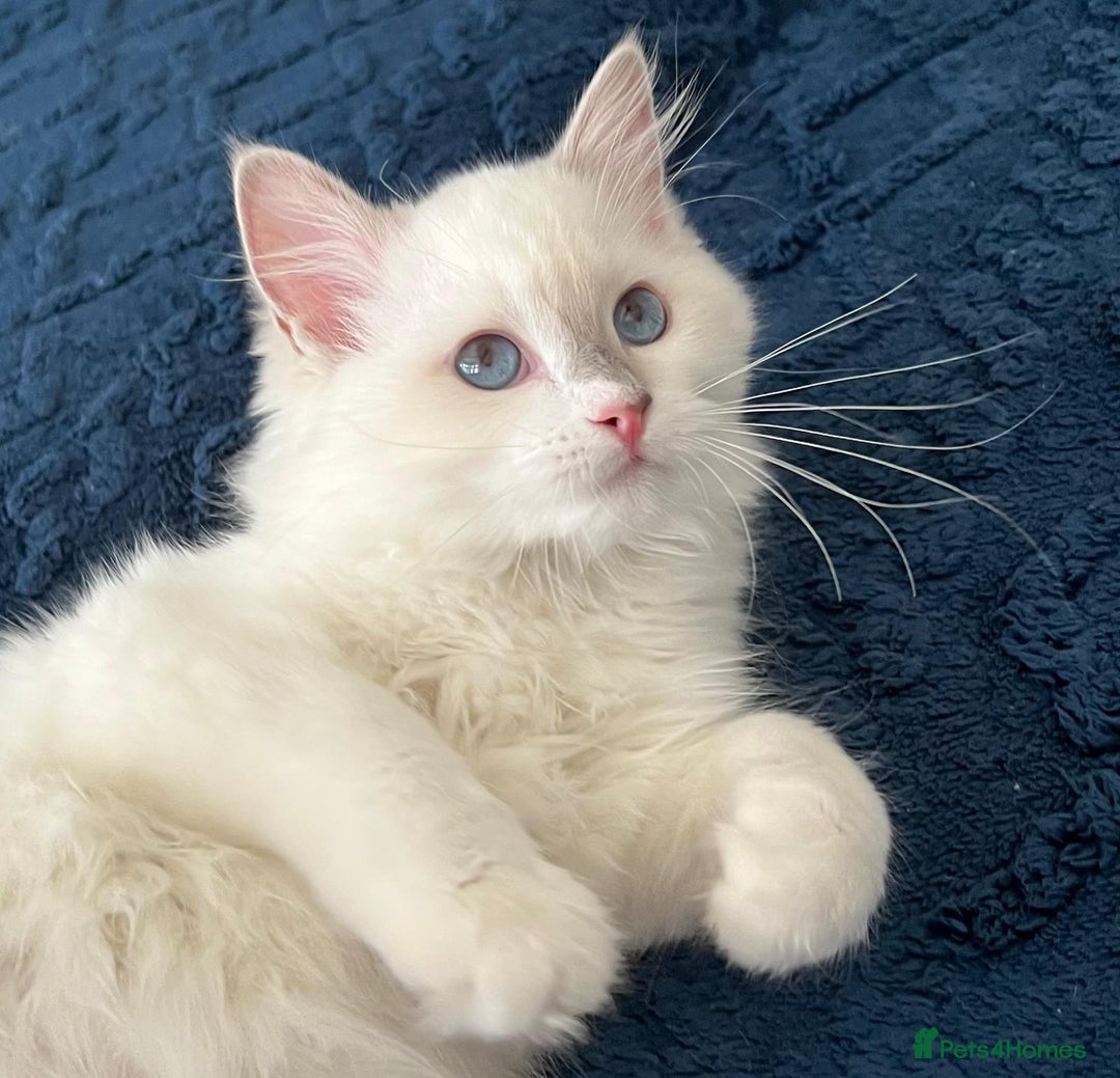Ragdoll cats for sale: Last girl - Beautiful Pedigree Ragdoll kitten - Image 3