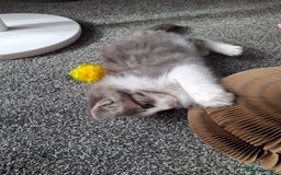 Maine Coon cats for sale: Beautiful Grey/White Part Maine Coon Kitten - Image 10