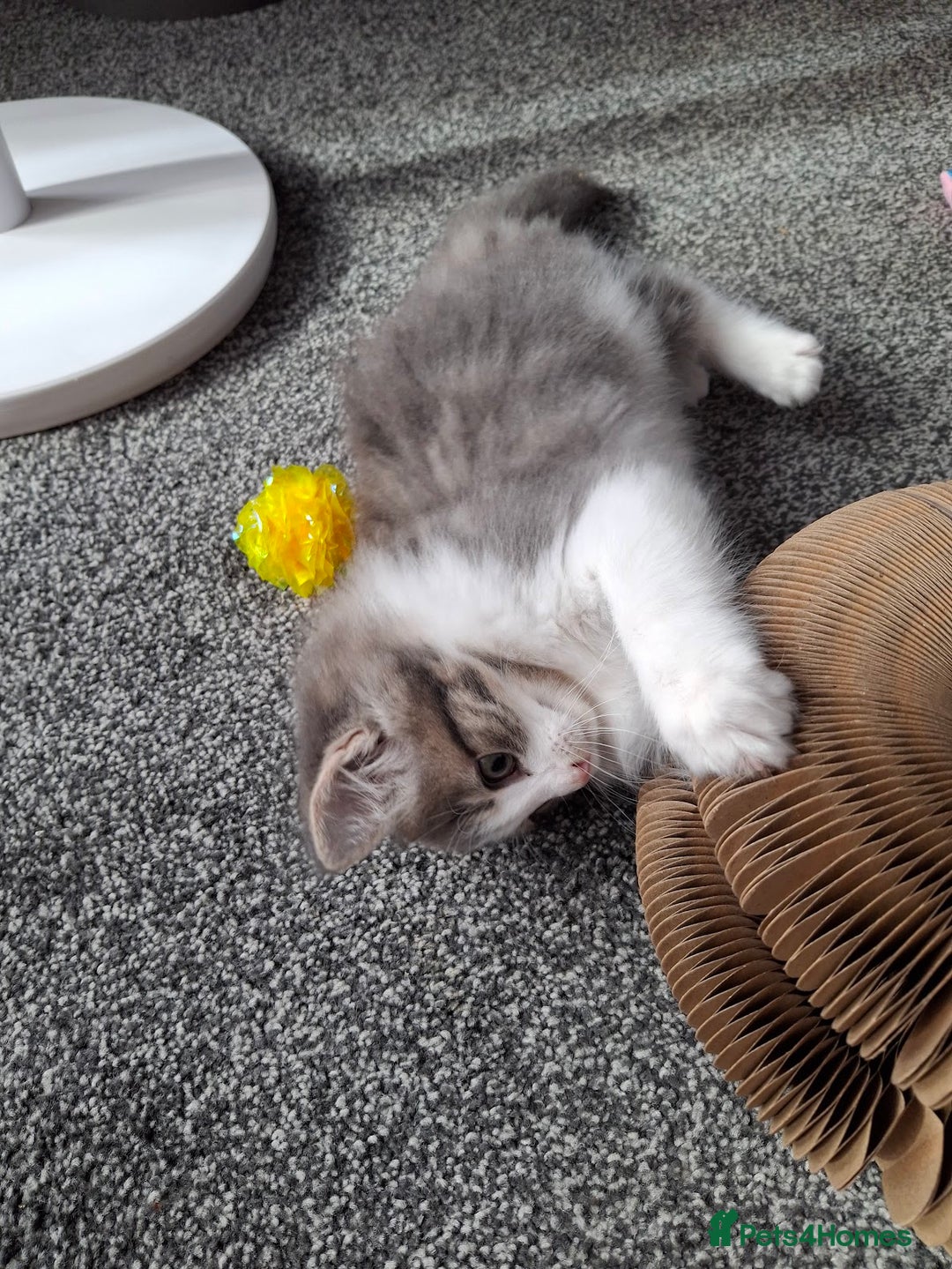 Maine Coon cats for sale: Beautiful Grey/White Part Maine Coon Kitten - Image 10
