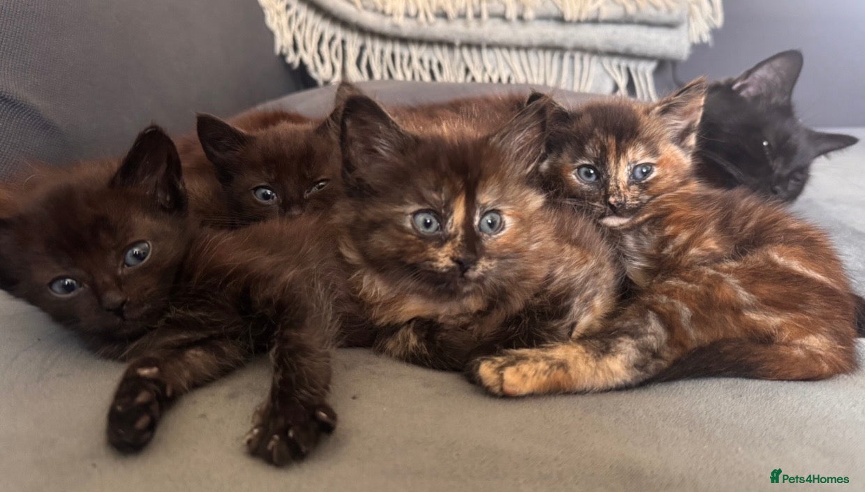 Mixed Breed cats 4 kittens - Advert 5