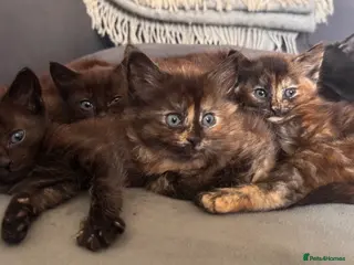 Mixed Breed cats 4 kittens - Advert 6