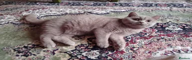 British Shorthair 4