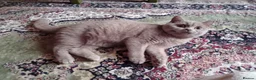 British Shorthair cats for sale: Beautiful Lilac British Shorthair kittens  - Advert 5