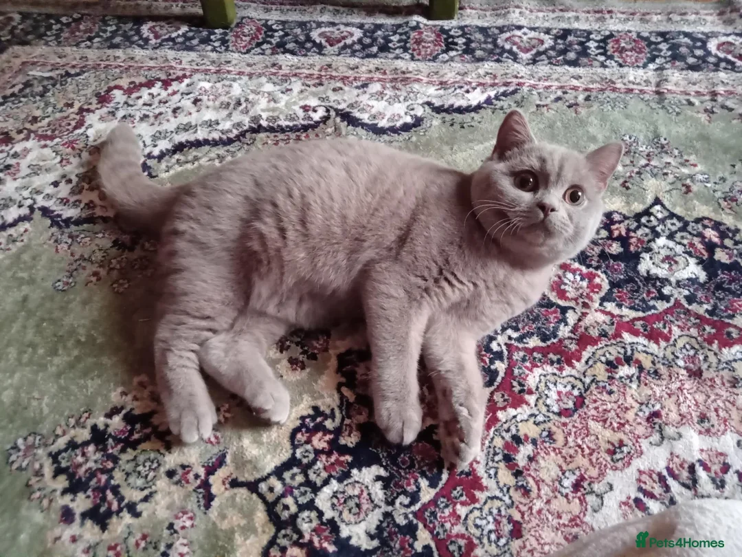 British Shorthair cats for sale: Beautiful Lilac British Shorthair kittens  - Advert 5