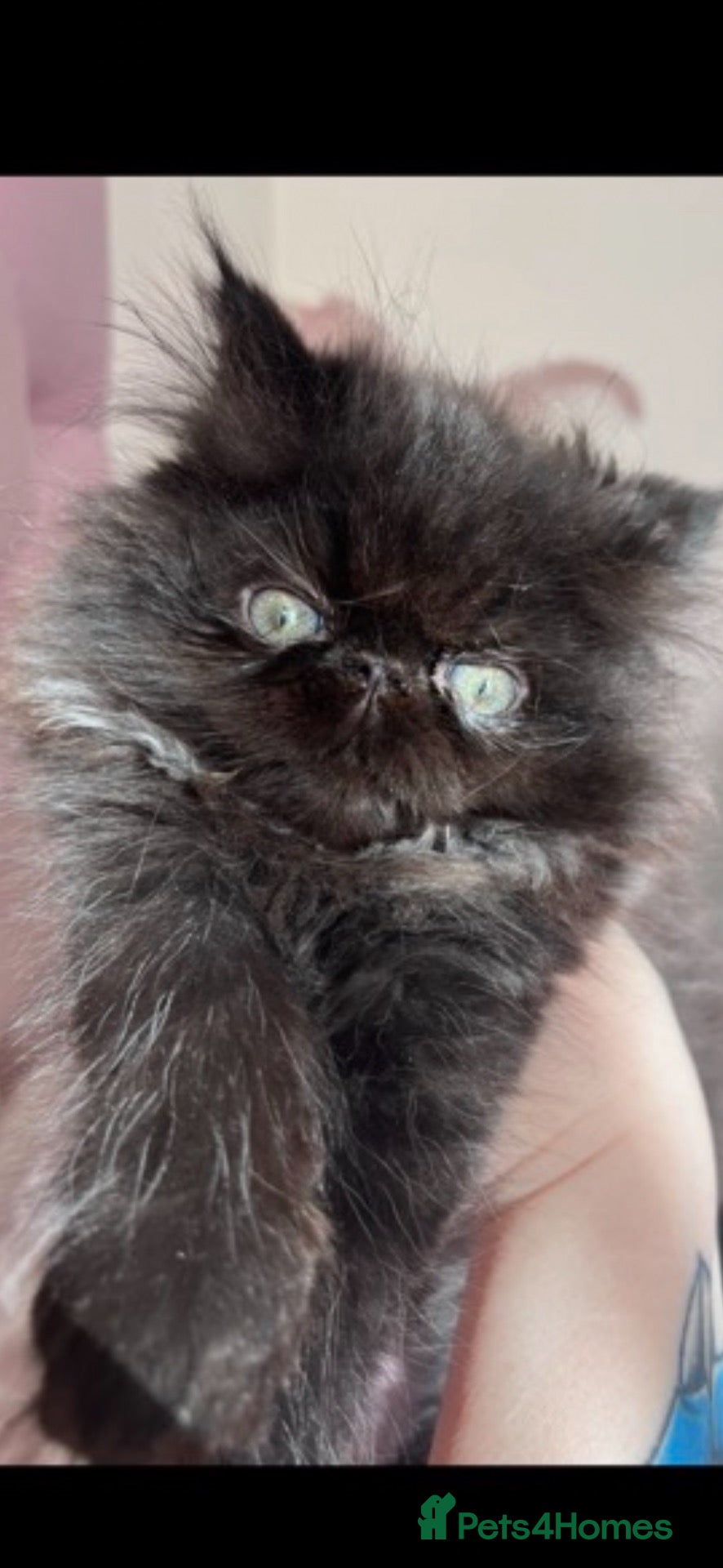 Persian cats Stunning colour point Persians - Advert 1