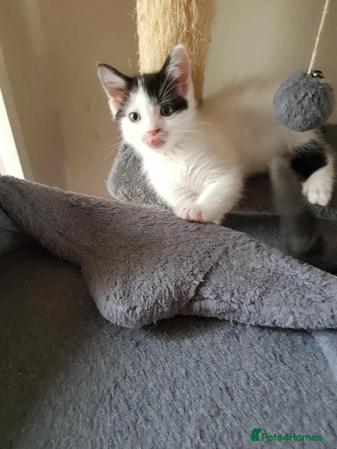 Ragdoll cats for sale: CUTE RARE BLUE COLOUR RAGDOLL KITTENS  - Advert 10