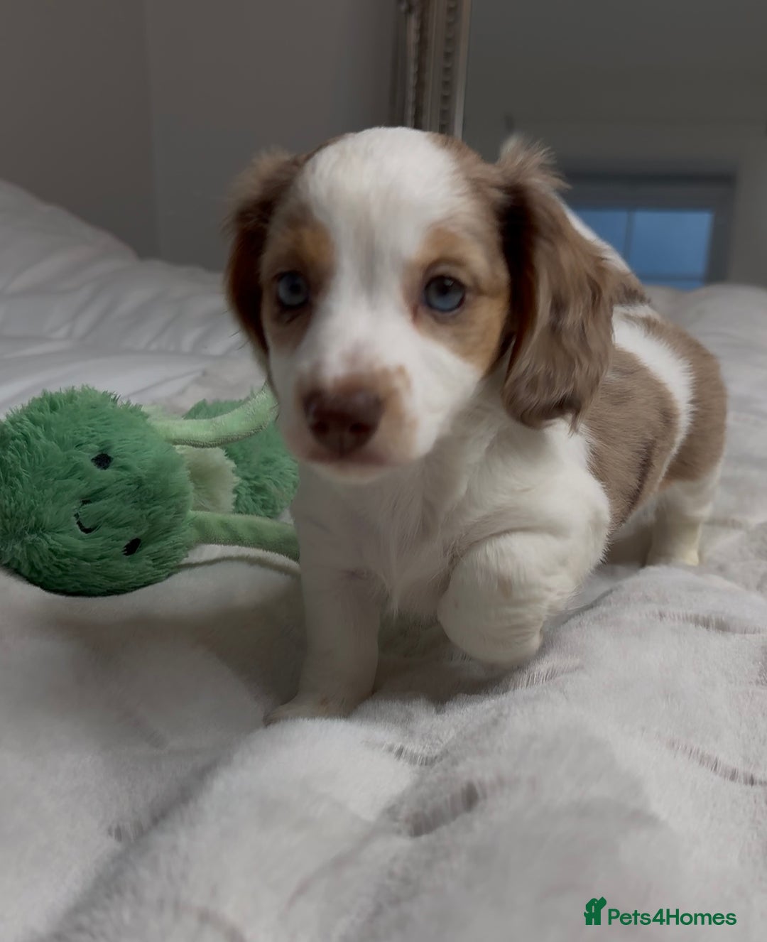 Miniature Dachshund dogs for sale: Longhaired miniature dachshund  - Advert 4