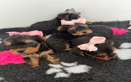 Yorkshire Terrier dogs for sale: Yorkshire Terrier Puppy 5 - 6 beautiful Yorkshire terriers  - Image 23