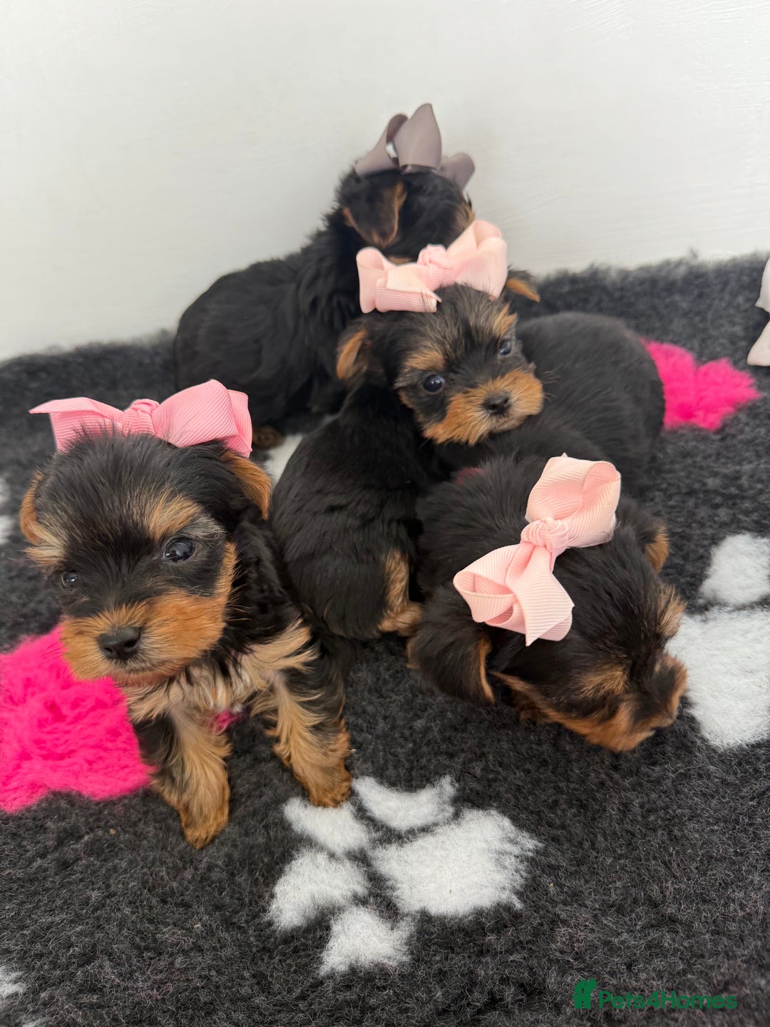 Yorkshire Terrier dogs for sale: Yorkshire Terrier Puppy 5 - 6 beautiful Yorkshire terriers  - Image 23