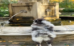 Pomeranian dogs for stud: Stud duties - Advert 6