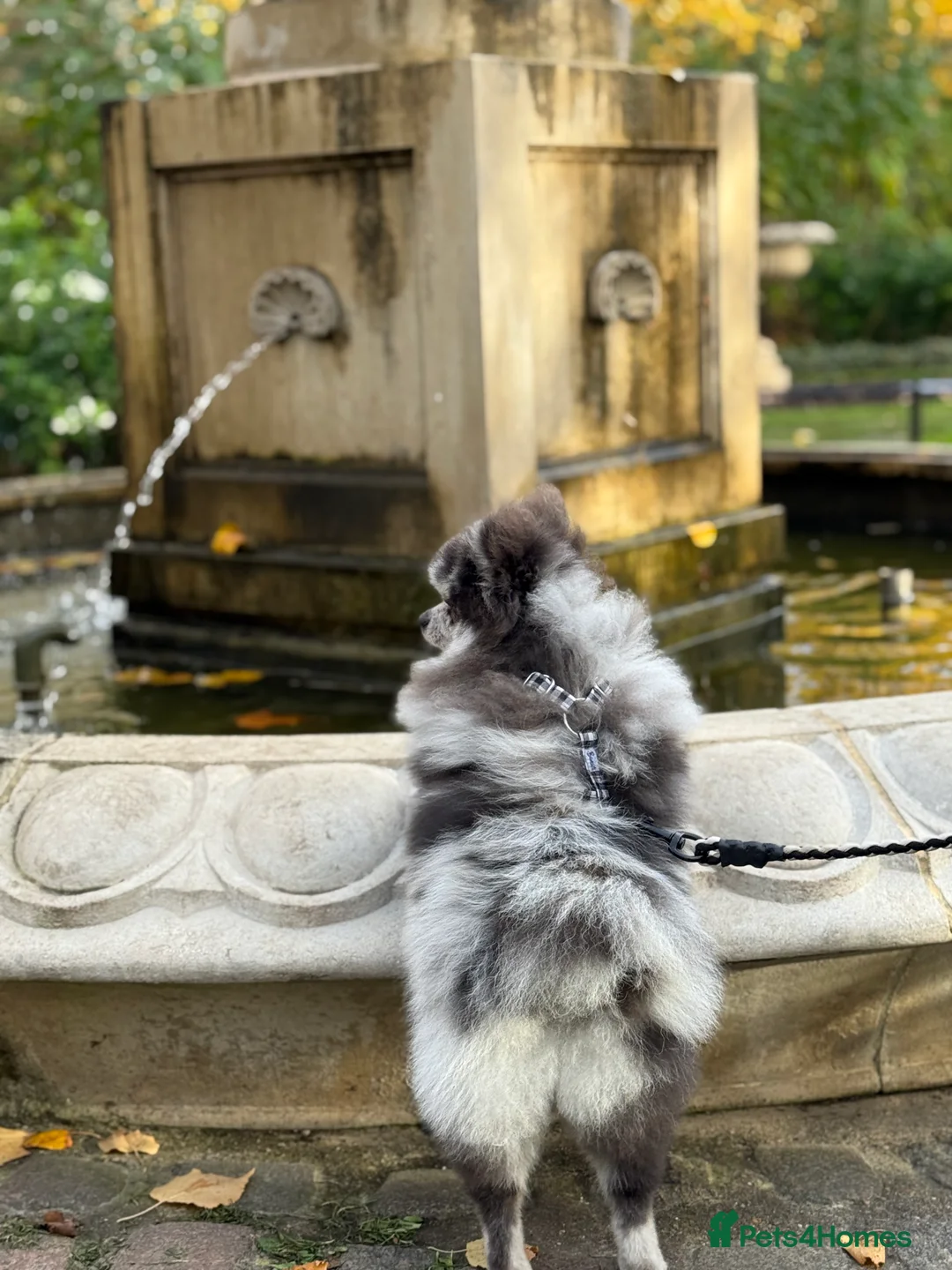 Pomeranian dogs for stud: Stud duties - Advert 6