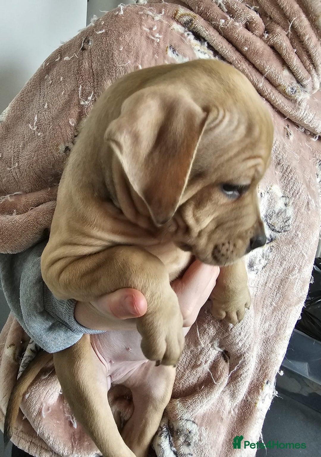 Mixed Breed dogs for sale: Bullmastiff cross pocket bully - Advert 11