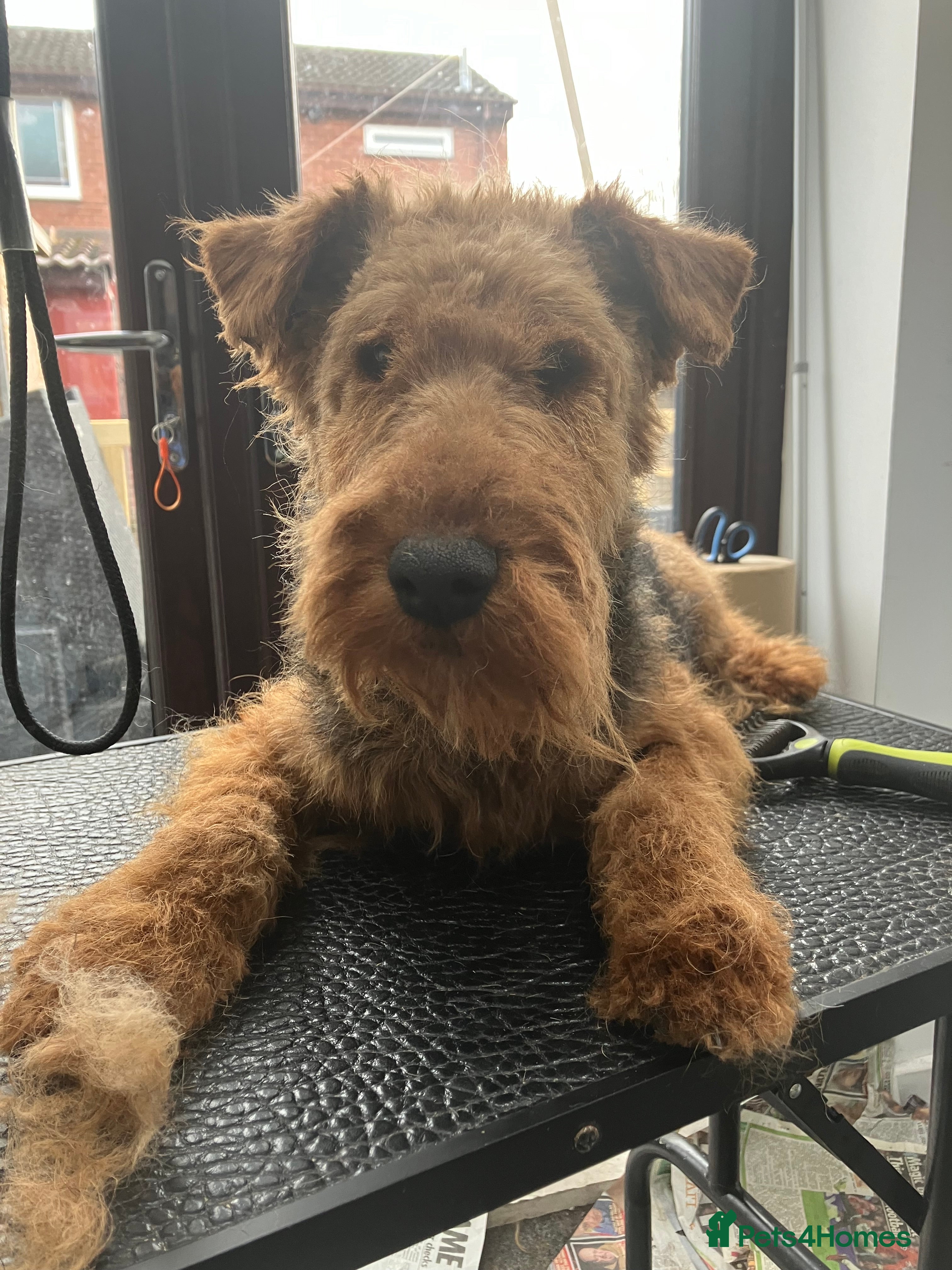 Welsh Terrier dogs KC Welsh Terrier Stud Dog - Advert 1