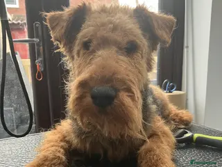 Welsh Terrier dogs KC Welsh Terrier Stud Dog - Advert 1