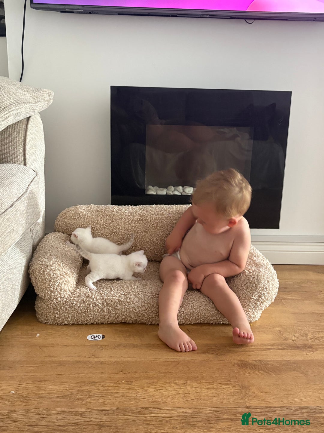 British Shorthair cats for sale: Two beautiful girls waiting for forever home  - Image 7