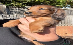 Miniature Dachshund dogs for sale: Mini long hair dapple dachshunds - Image 17