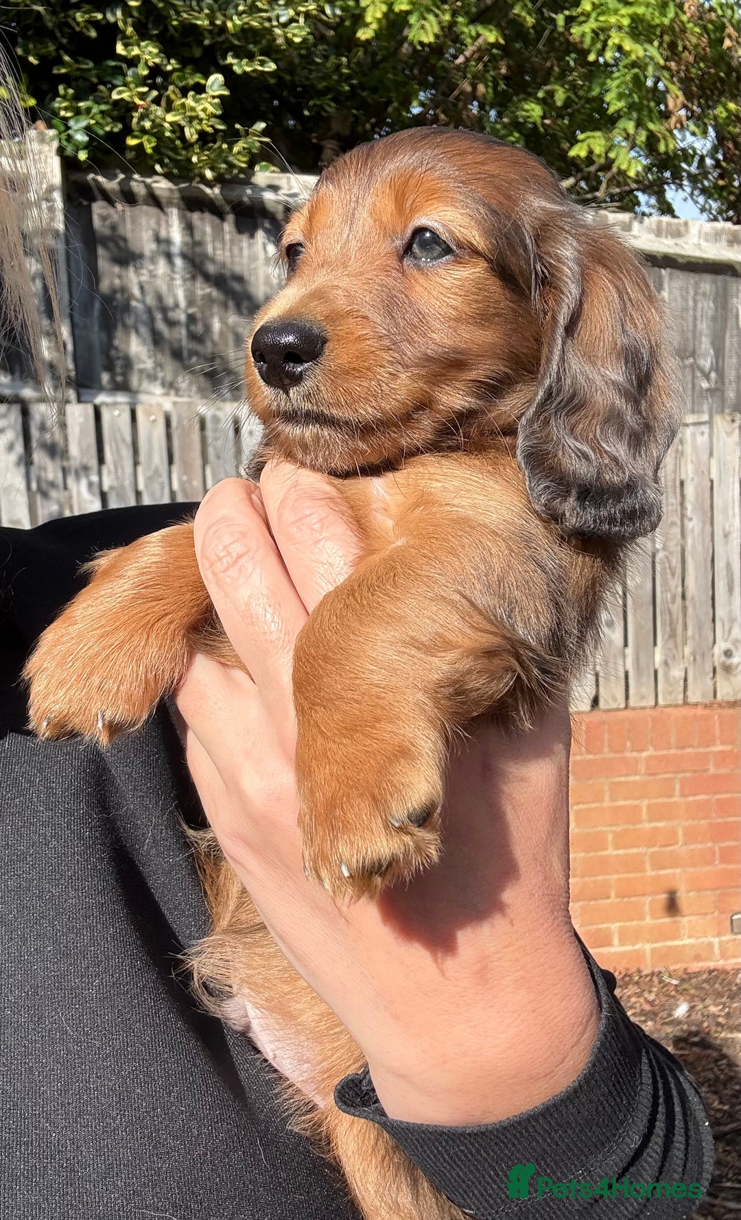 Miniature Dachshund dogs for sale: Mini long hair dapple dachshunds - Image 17