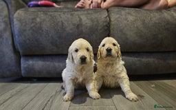 Golden Retriever dogs for sale: Golden retriever puppies - Image 12