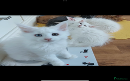 Maine Coon cats for sale: White Maine Coon GCCF - Image 26