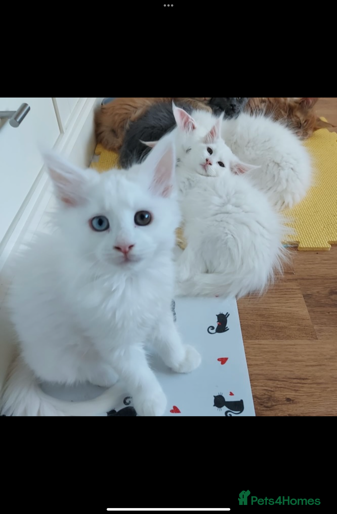 Maine Coon cats for sale: White Maine Coon GCCF - Image 26