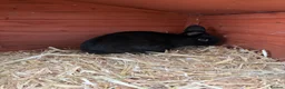 Netherland Dwarf rabbits for sale: Young Rabbit for rehoming  - Advert 5