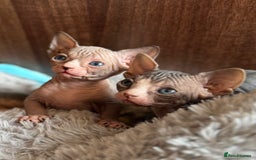 Sphynx cats for sale: Sphynx girls looking for new beds to snuggle in - Image 2