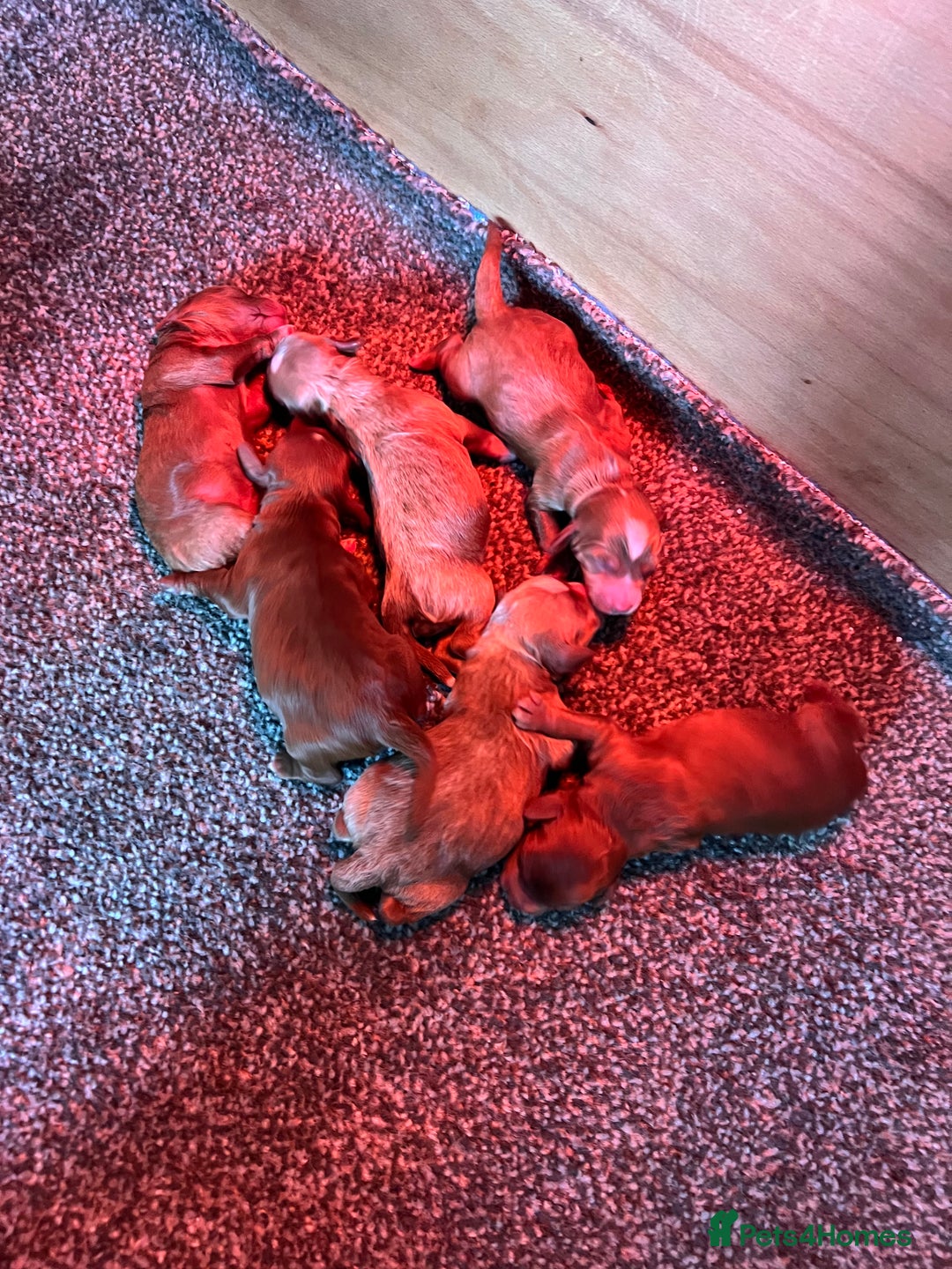 Cockapoo dogs for sale: Adorable F1 Cockapoo Puppies  - Image 4