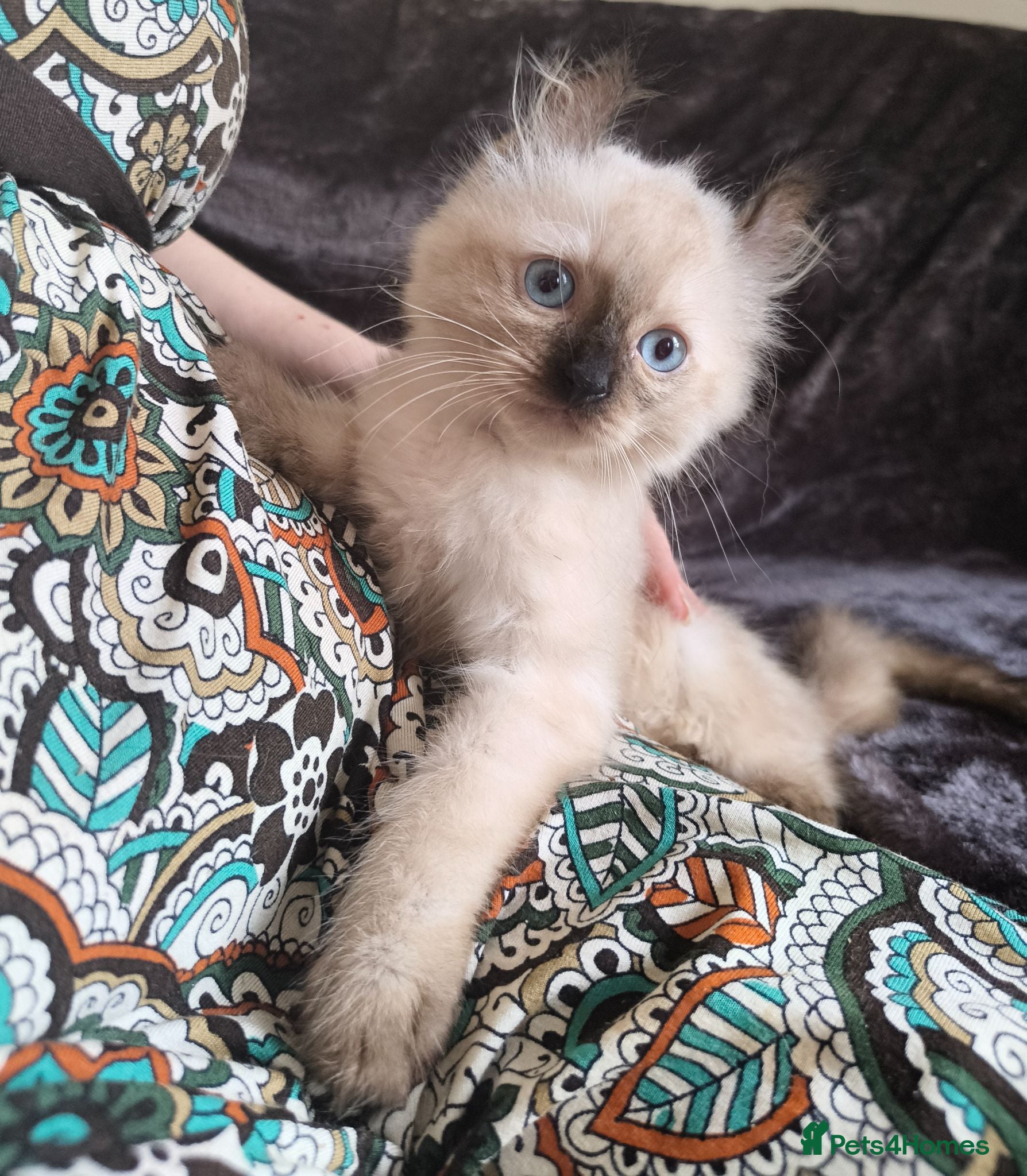 Mixed Breed cats 10 week old Unique Eared Ragdoll cross Male Kitten - Advert 11