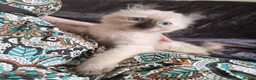 Mixed Breed cats for sale: 10 week old Unique Eared Ragdoll cross Male Kitten in Camborne - Advert 3